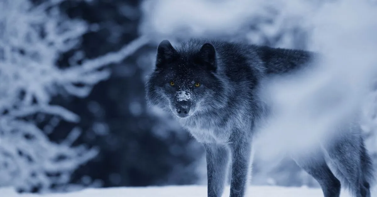 Alpha Wolf aries spirit animal
