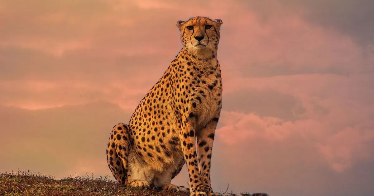Cheetah aries spirit animal