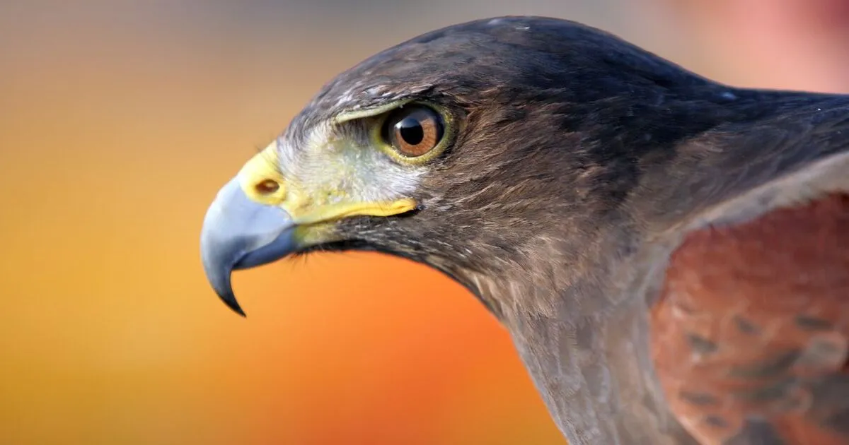 Falcon aries spirit animal