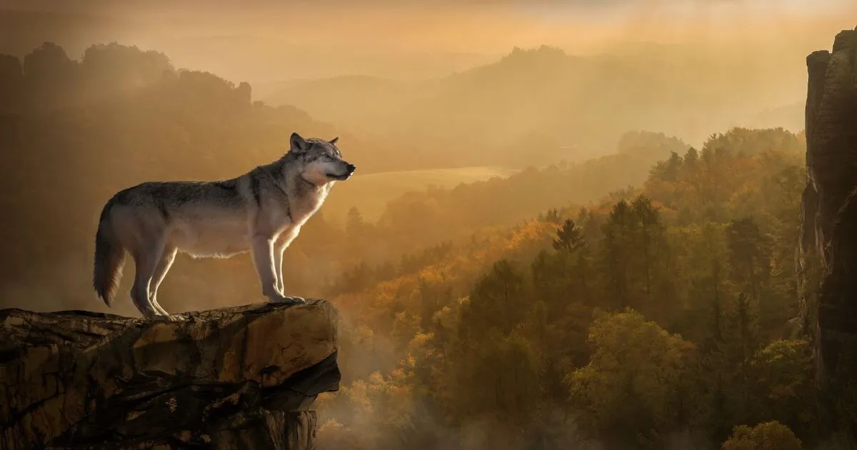 Lone Wolf aries spirit animal