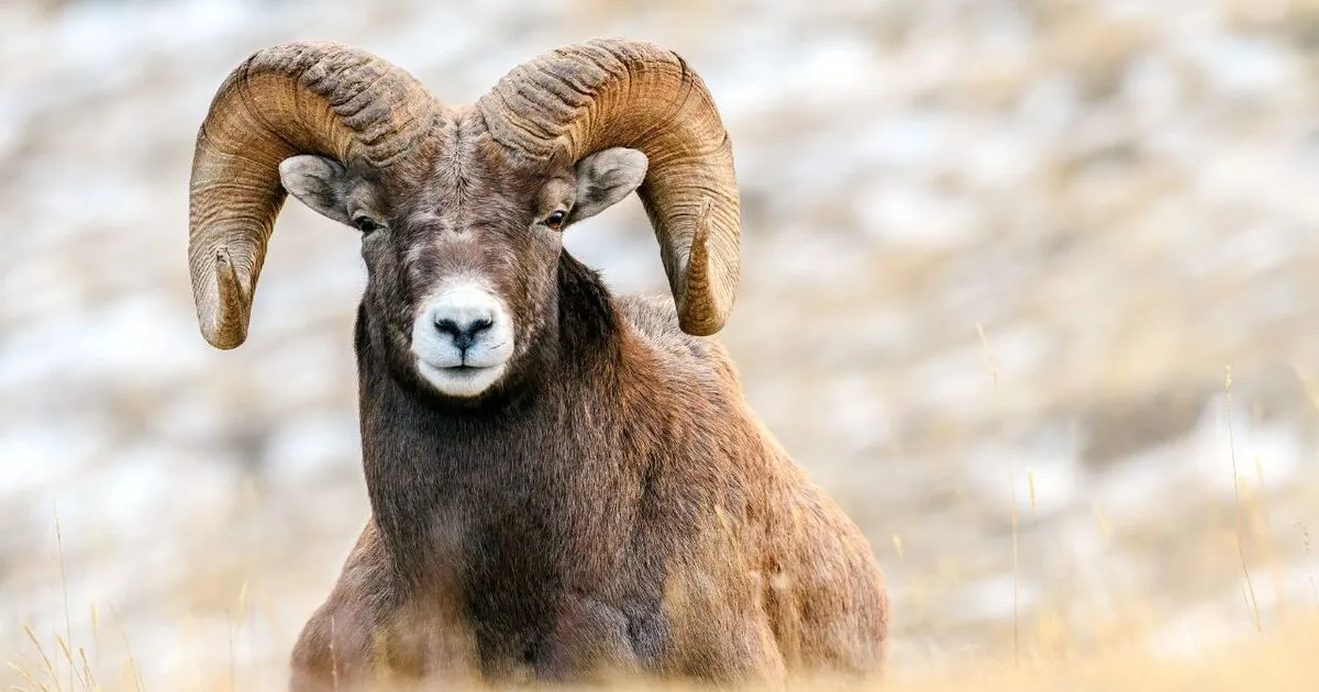 Ram aries spirit animal