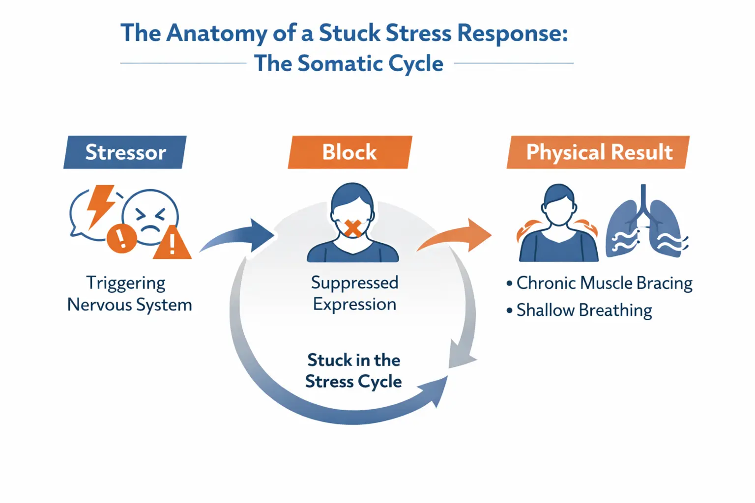 The Somatic Cycle: Stressors lead to suppressed expression, causing muscle bracing and shallow breathing, creating a stuck stress cycle