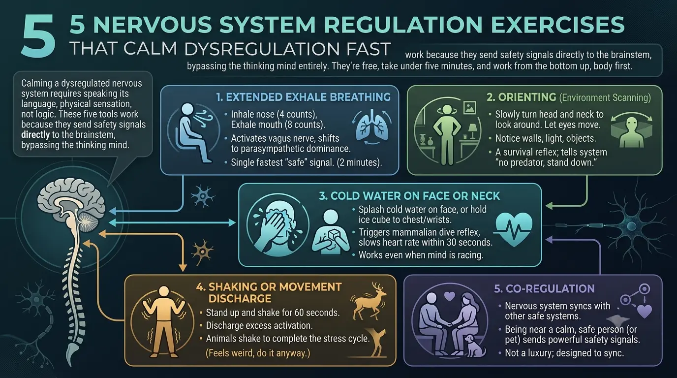 infographic that blends with a dark mode them in a normal format. 5 Nervous System Regulation Exercises That Calm Dysregulation Fast