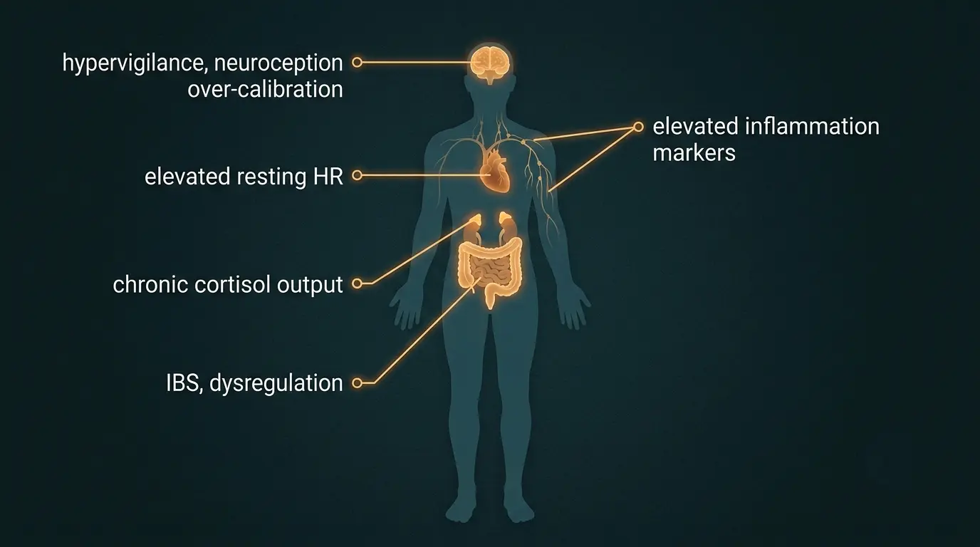 A visual breakdown of allostatic load on the body: brain (hypervigilance), heart (elevated baseline HR), adrenals (chronic cortisol), gut (IBS/dysregulation), immune system (inflammation markers). Each labeled with the cumulative effect of chronic scapegoat stress