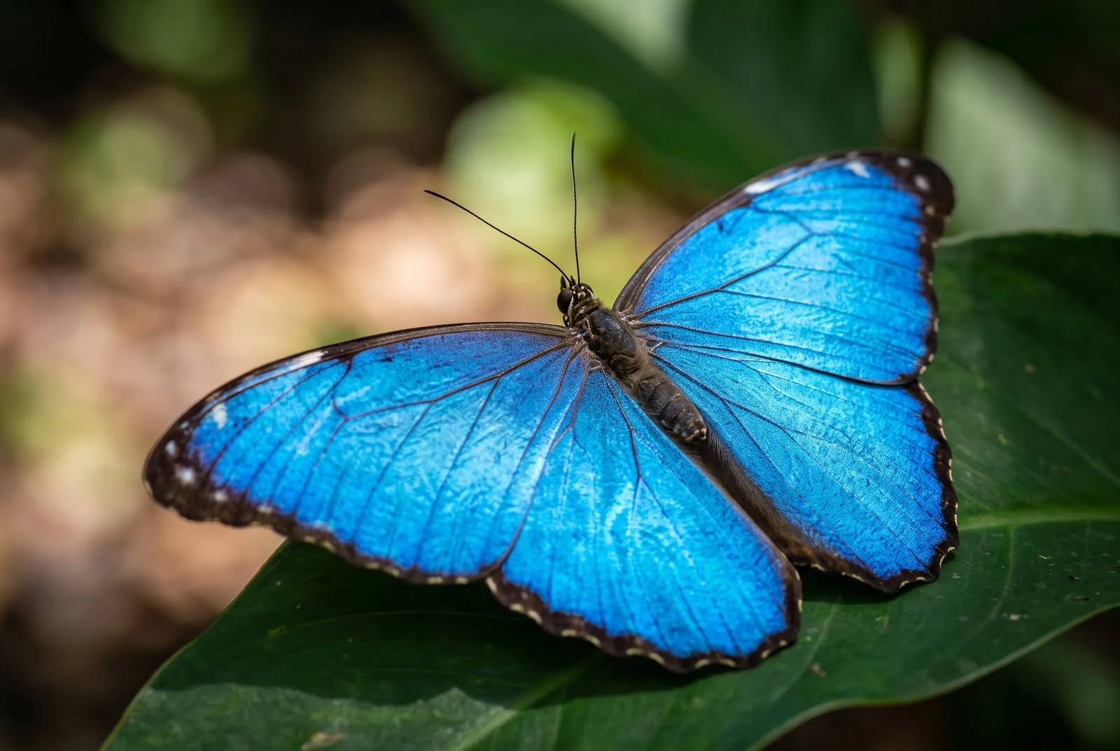 A vivid blue morpho butterfly perched on a tropical leaf with iridescence shining on its wings.