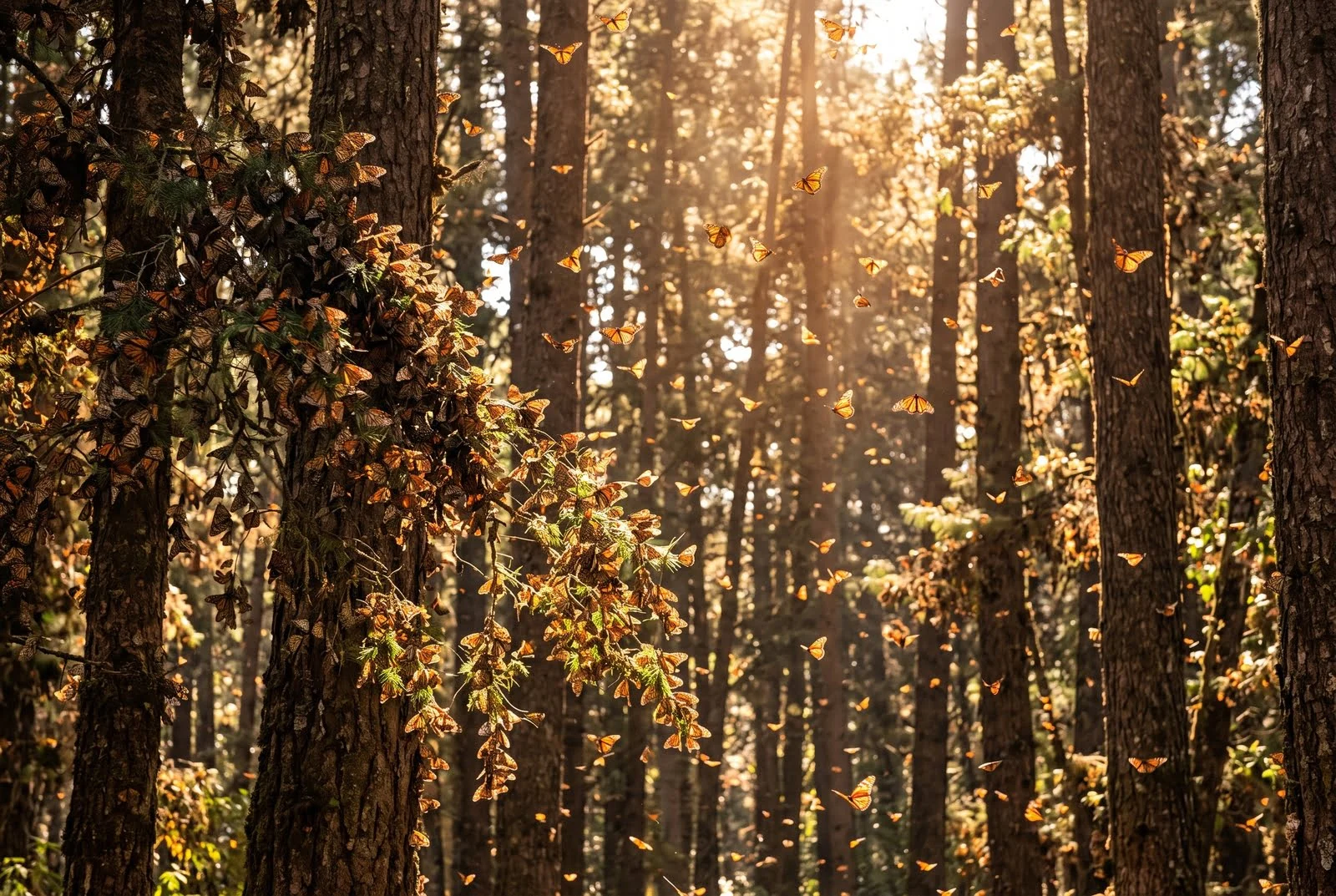 Multiple monarch butterflies fluttering through a sunlit pine forest canopy during migration season.