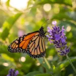 A monarch butterfly resting on a wildflower in soft warm sunlight, symbolizing rebirth and transformation.