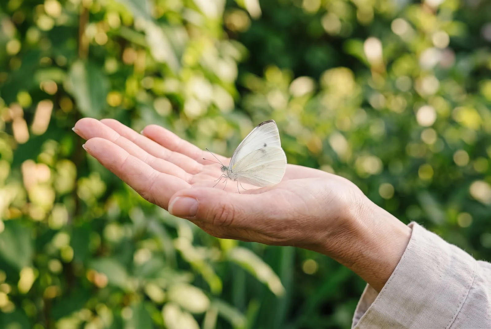 A pure white butterfly gently resting on an outstretched human hand outdoors, symbolizing spiritual peace and the soul.