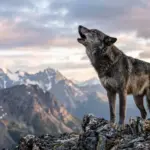 a wolf spirit animal owling on a mountain