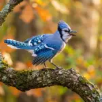 blue jay meaning: A blue jay with its crest raised, calling from an oak branch in golden autumn light.
