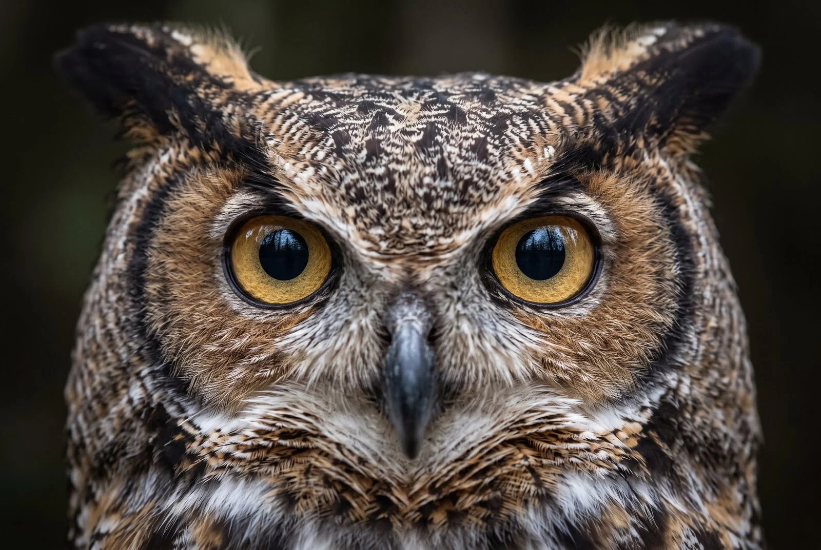 Close-up of an owl's forward-facing eyes and facial feathers, steady and focused.