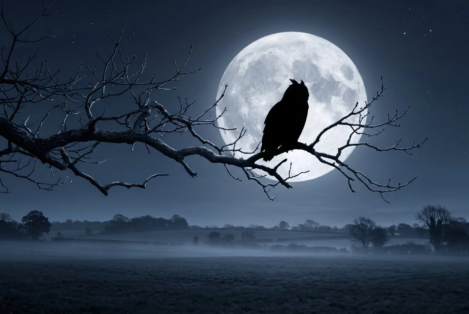An owl silhouetted on a bare branch against a full moon on a quiet night.