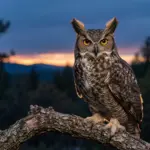 owl symbolism: A great horned owl perched on an oak branch at dusk, watching with wide amber eyes.